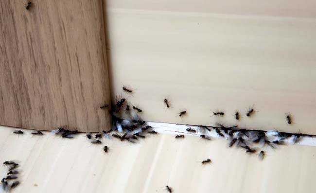 ant control near me
