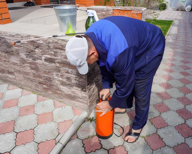 ant pest control dubai