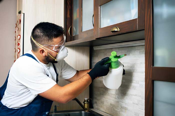 professional termite control