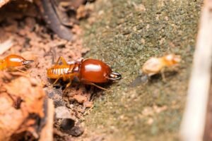 termite-damage-uae-villas-warning-signs